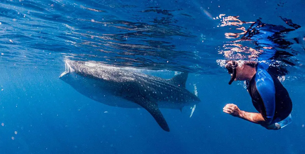 Tour compartido: Nada con tiburones ballena