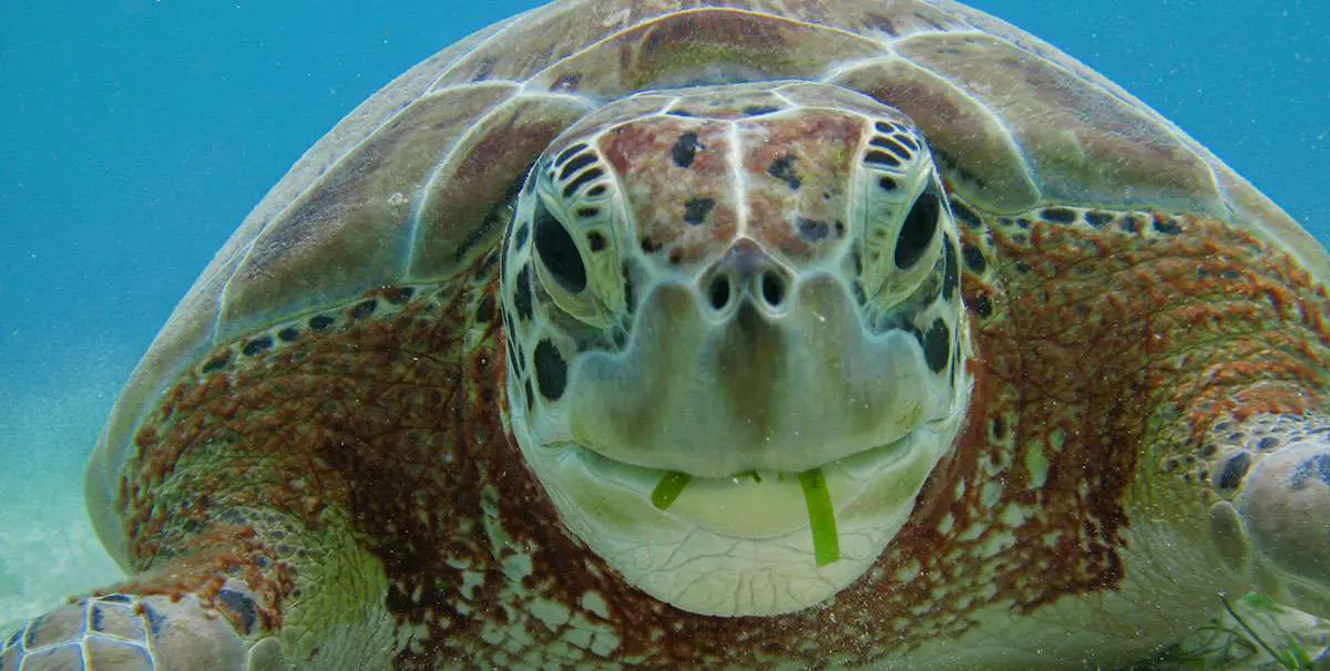 Tour compartido: Snorkel con Tortugas Marinas en la Bahía de Akumal y Tour al Cenote