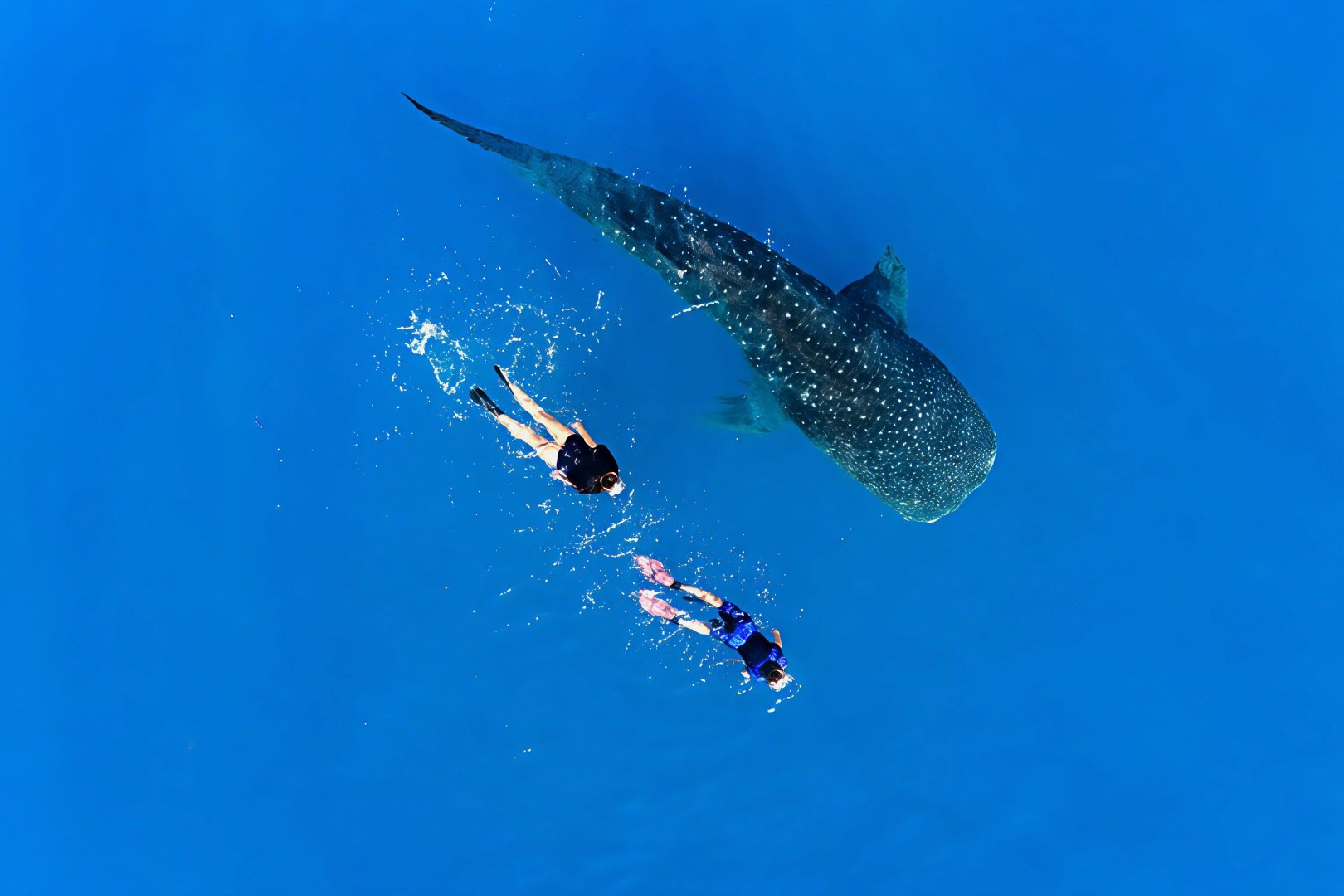 Tour privado: Baño privado con tiburones ballena